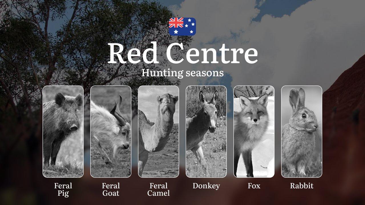 Chasing Shadows in the Desert: Hunting Calendar, Seasons, Rules, and Strategies in Australia’s Red Centre

Understanding Hunting Seasons and Wildlife Management in the Re