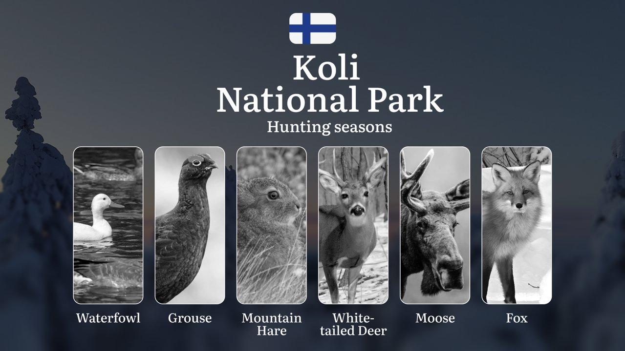 Hunting Seasons in KOLI NATIONAL PARK: Full Season Calendar, Licensing Information, Key Regulations and Restrictions 

Koli National Park, nestled in the rugged landscape