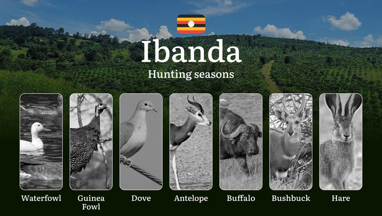 Ibanda: Designated Hunting Periods, Legal Limits and Seasonal Restrictions, Licensing Rules, Penalties for Violations, Planning, Timing, and Gear