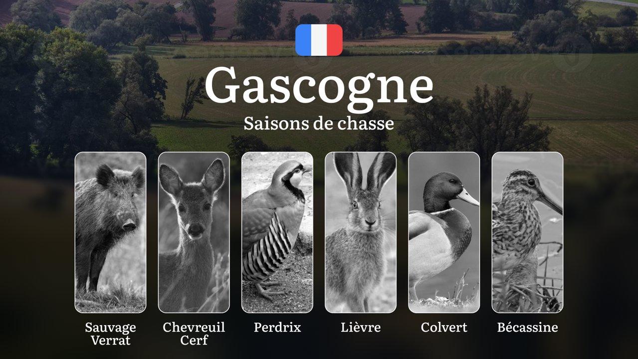 Saisons de Chasse en GASCOGNE: Calendrier Officiel, Spécificités Saisonnières, Réglementations Locales, Formalités Administratives et Conseils Pratiques