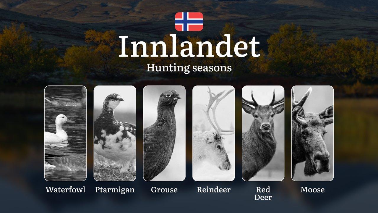 Hunting Seasons in Innlandet: Regulations, Permits, and Time for Hunting, Documents and Organizations

Planning your hunting trip to Innlandet? This region of Norway is p