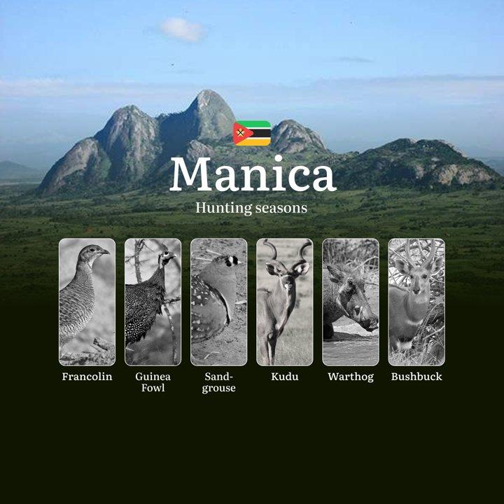 Mastering Manica's <strong>Hunting</strong> Seasons and Calendar for Prime Trophies  

General <strong>Hunting</strong> Rules and Timings in Manica

Manica's official <st