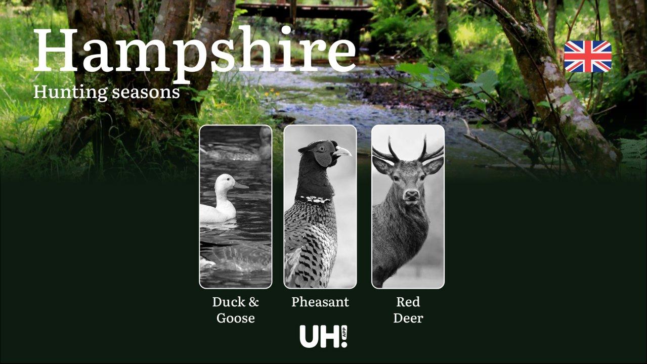Hunting Seasons and Rules in Hampshire: Game Activity and Shooting Periods, How to Get a Hunting License in the Region