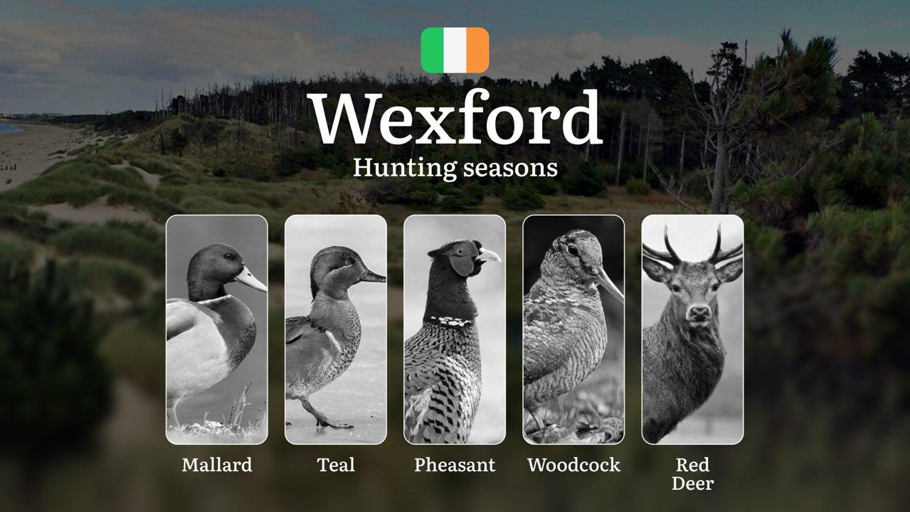 WEXFORD Hunting Calendar: When the Slaney Valley Calls - Pheasant, Duck and Coastal Game Pursuits

Hunting Regulations & Seasonal Framework in Wexford

County Wexford ope