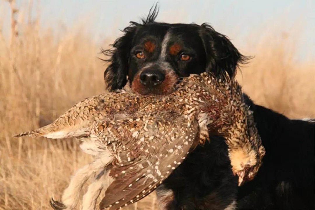 La chasse en SEINE-ET-MARNE: Premier territoire cynégétique d’Île-de-France, gibiers abondants, paysages variés et tradition rurale vivace