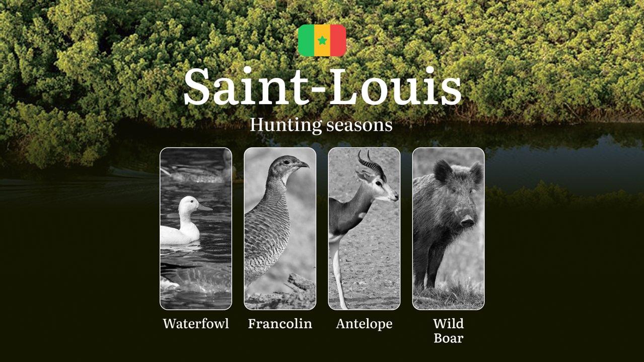 Hunting Timing in Senegal: Seasons, Natural Features of the SAINT-LOUIS Region, Licenses, Tips and Tactics for Hunters