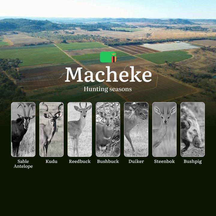 Exclusive Hunting Calendar and Events in Macheke: Where Conservation Meets the Thrill of the Chase