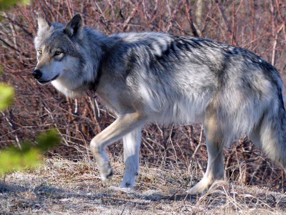 La chasse en CHARENTE-MARITIME: Marais atlantiques, faune migratrice, mosaïque d’habitats et culture cynégétique vivante sur le littoral ouest

Zones humides, vignes et b