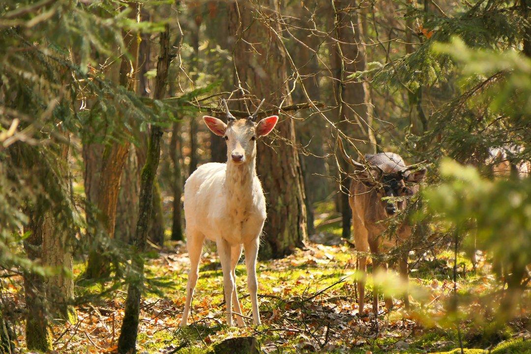 Chronic Wasting Disease Confirmed in Michigan’s Genesee County for the First Time