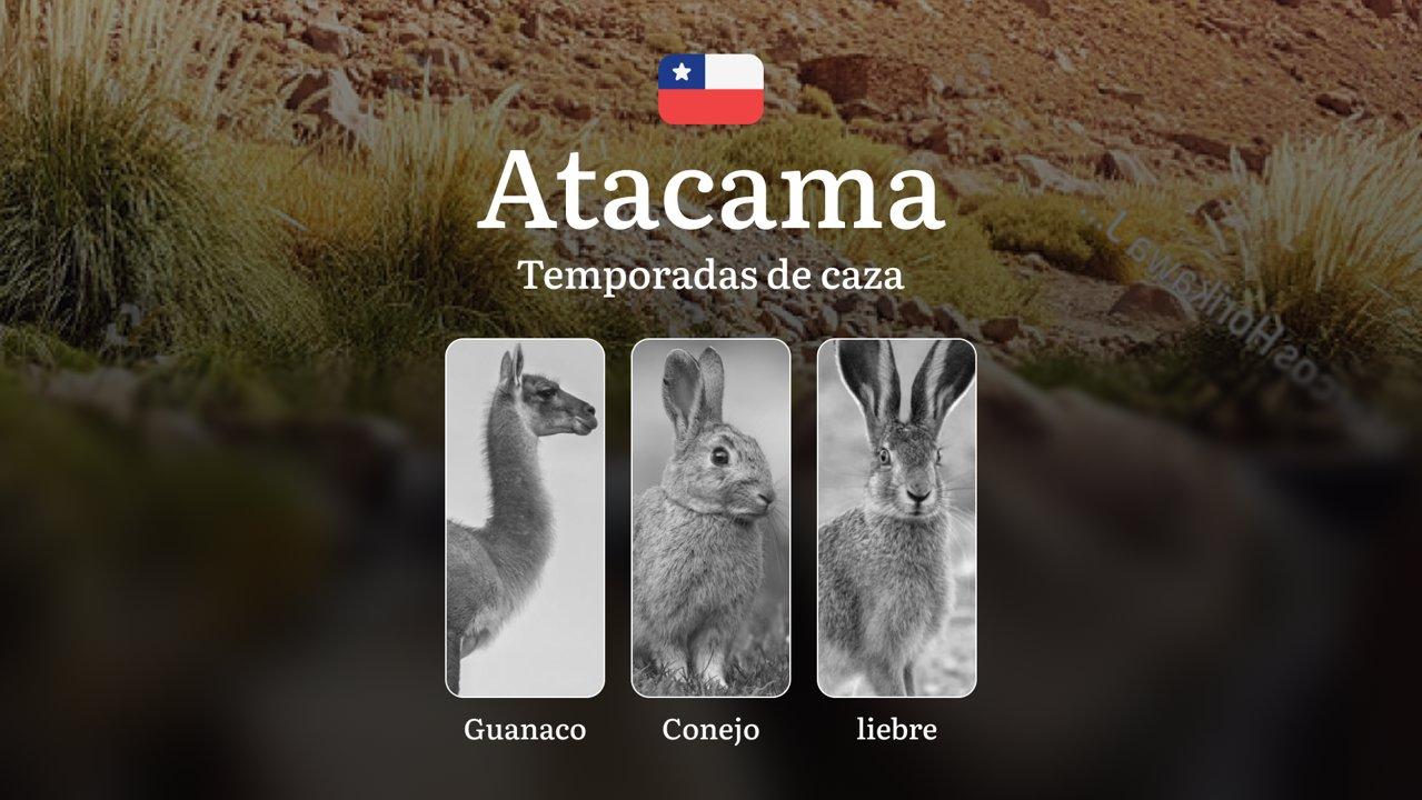 Atacama, Chile: temporadas de caza en la región, normativa y fechas clave para la caza, permisos, reglas y mejores épocas para cazar