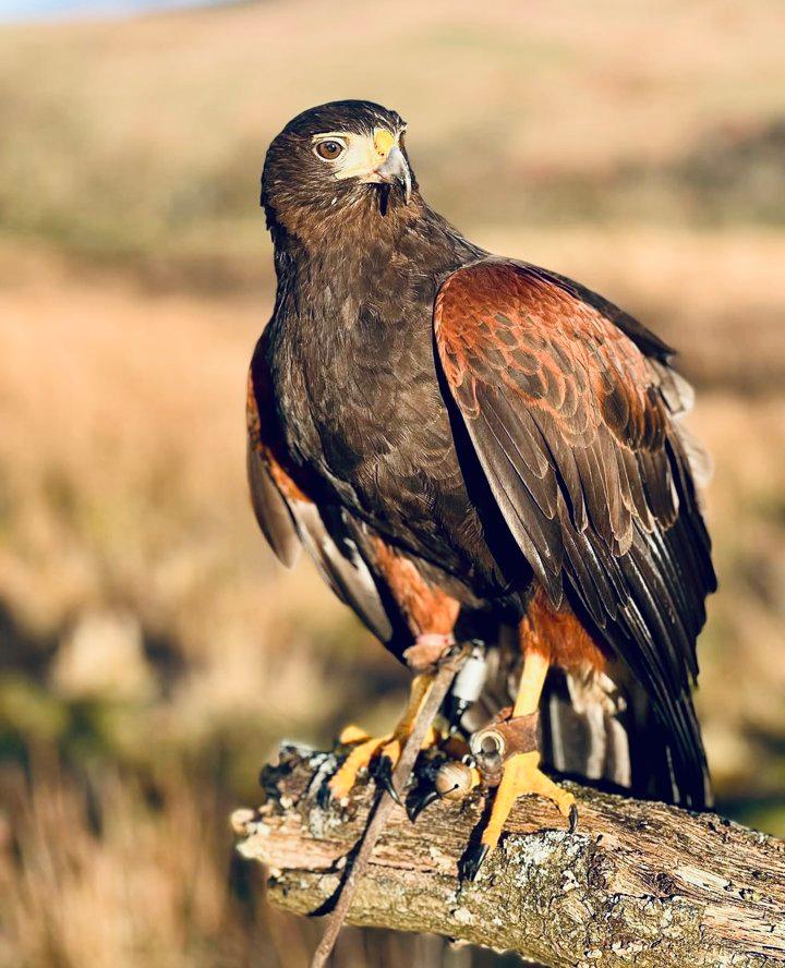 Harris Hawk in Falconry – Why It’s the Most Popular Beginner Bird

The Harris hawk (Parabuteo unicinctus) has become the undisputed champion of beginner falconry birds — 