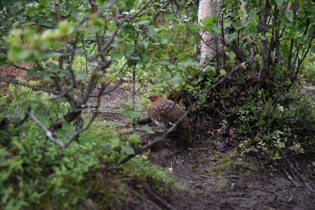 La Chasse en VIENNE: explorez les types de chasse et gibier, naviguez dans la législation et découvrez les traditions

Le département de la Vienne, situé dans la région N