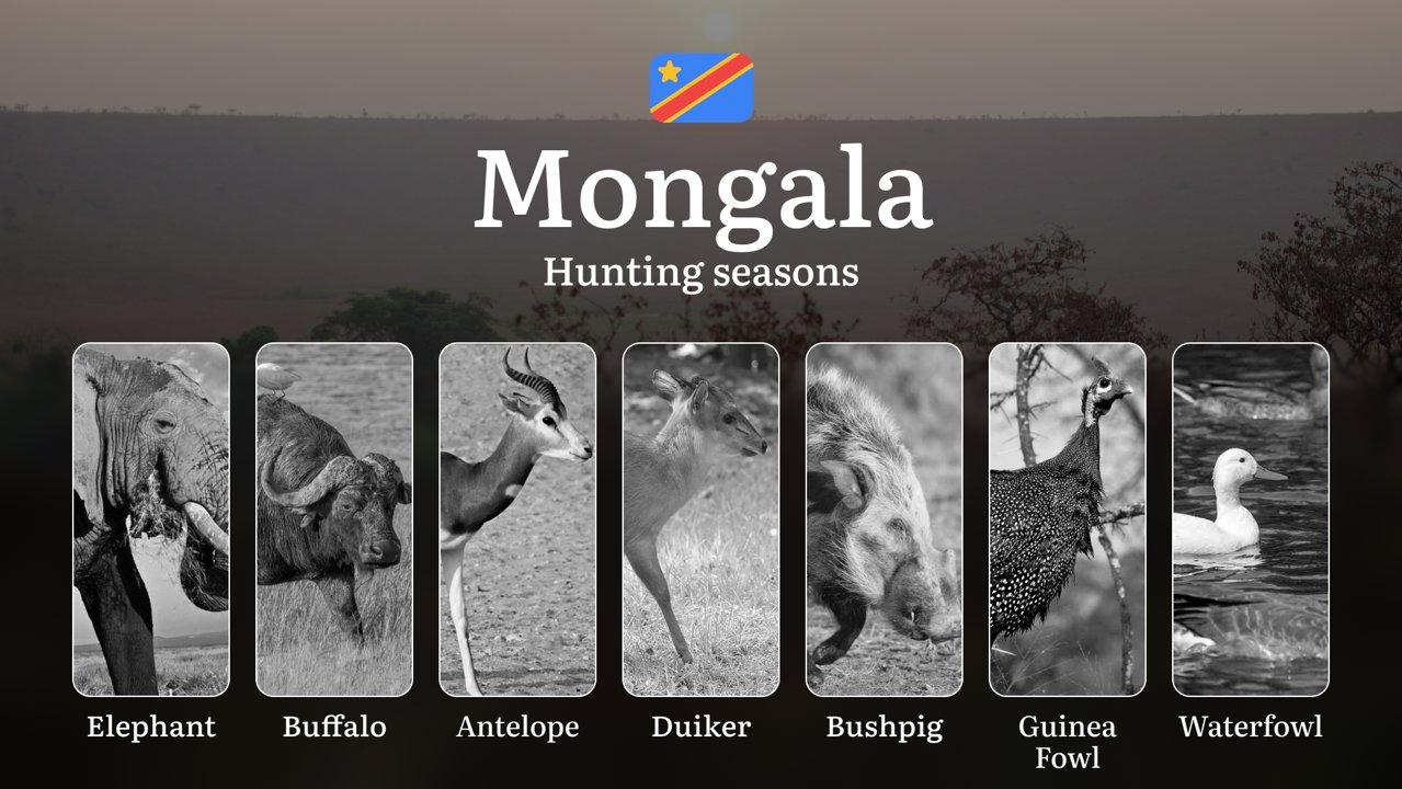 Hunting Date Ranges in Mongala (DRC): Main Seasons by Species, No-Hunt Zones, Regulations and Special Cases, License Process, Recommended Equipment, Best Spots, and Timing Tips 