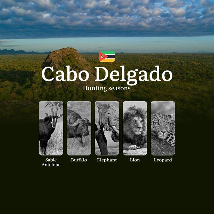 When the Dry Winds Blow: Hunting Seasons, Regulations and Prime Times in Mozambique's Cabo Delgado Province

 General Hunting Rules and Timings in Cabo Delgado Region

Th