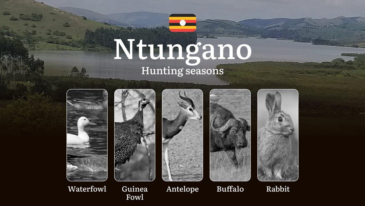 Hunting Access Dates in Ntungamo: Key Hunting Periods for All Species, Restricted Areas, Rules and Exceptions, Getting Your License, Gear, Locations, and Optimal Timing