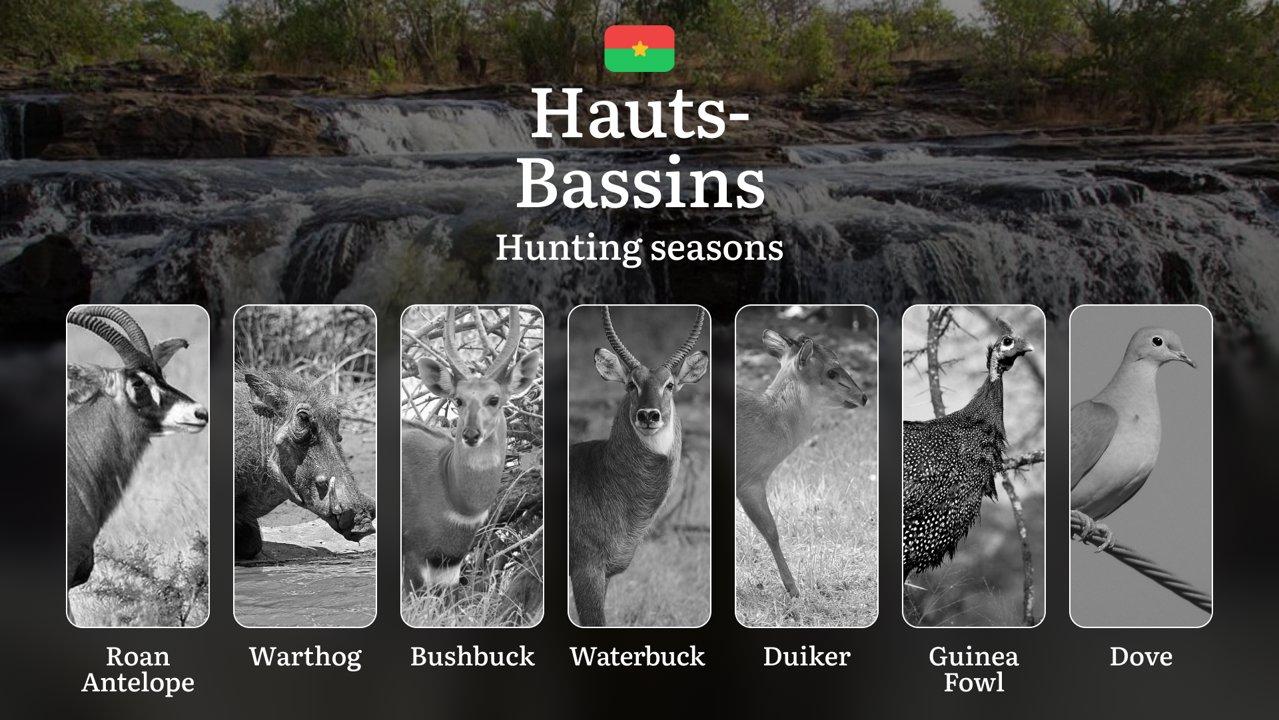 Hunting Seasons in HAUTS-BASSINS: Official Opening/Closing Dates, Required Permits, Wildlife Behavior, General Rules and Practical Recommendations