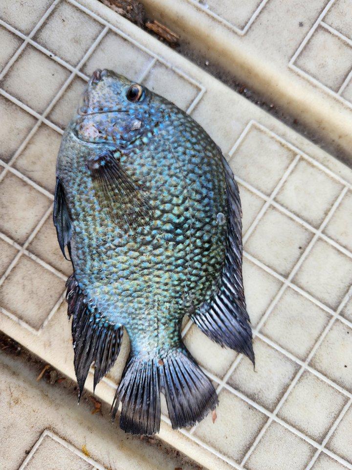 Texas Cichlid 🐟