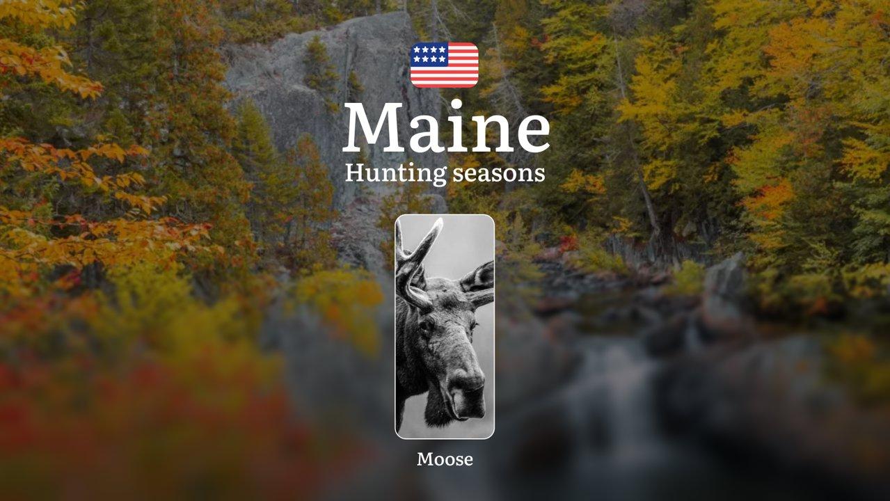 Moose Hunting Seasons in Maine, USA: Hunting Seasons, Opening and Closing Dates, Licenses, Rules and Restrictions

Hunting moose in the state of Maine is one of the most 