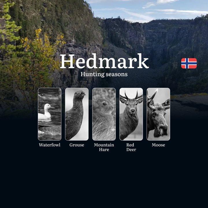 <strong>Hunting</strong> Periods and Permits in Hedmark: A Detailed Look at Game Movement Throughout the Year, Seasonal Limits, and How to Apply for a <strong>Hunting</st