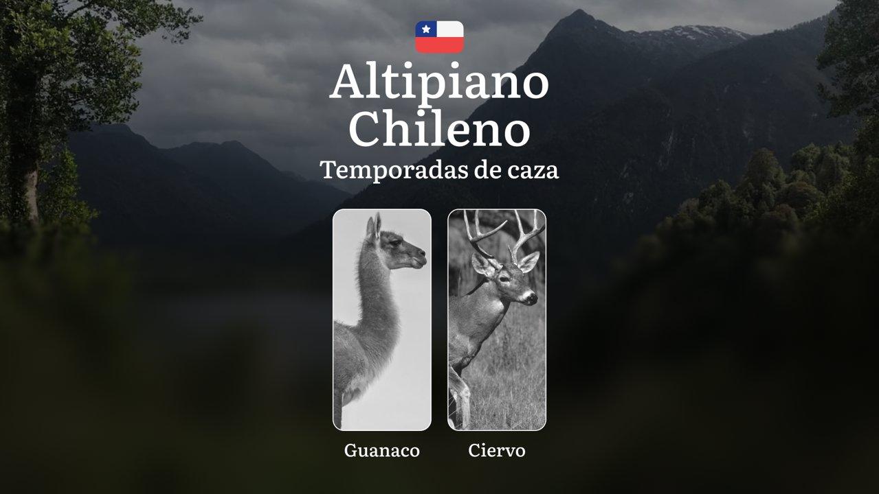 Temporadas de caza en Chile, el Altiplano Chileno: Actividad estacional, Prohibiciones y límites, Licencias y documentos