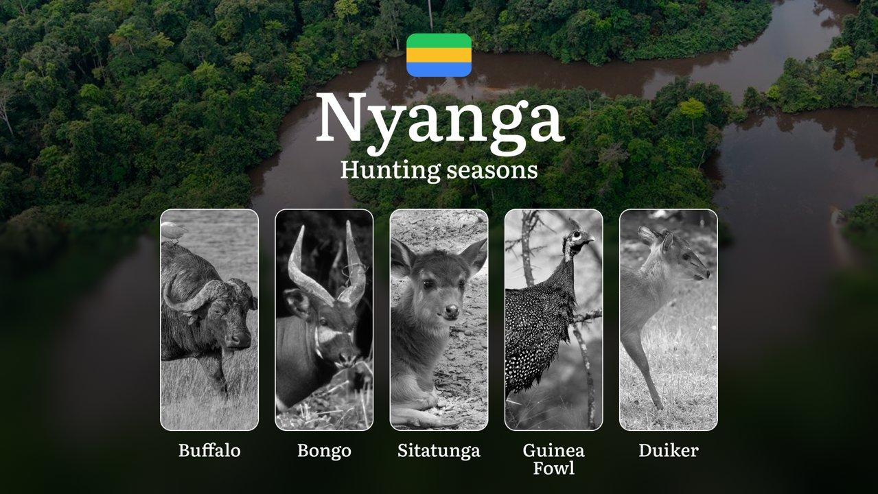 Hunting Seasons in NYANGA: Key Periods, Game Behavior, Seasonal Restrictions, Protected Species, General Regulations, and Strategic Tips