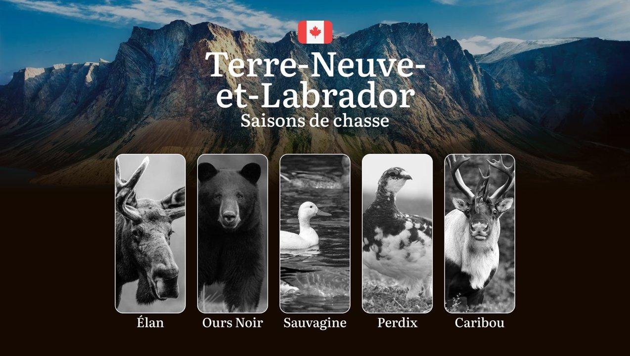 Saisons <strong>de</strong> chasse à TERRE-NEUVE-ET-LABRADOR: Dates d'Ouverture et Fermeture, Permis Indispensables, Règles Locales et Périodes Clés

Terre-Neuve-et-Labra