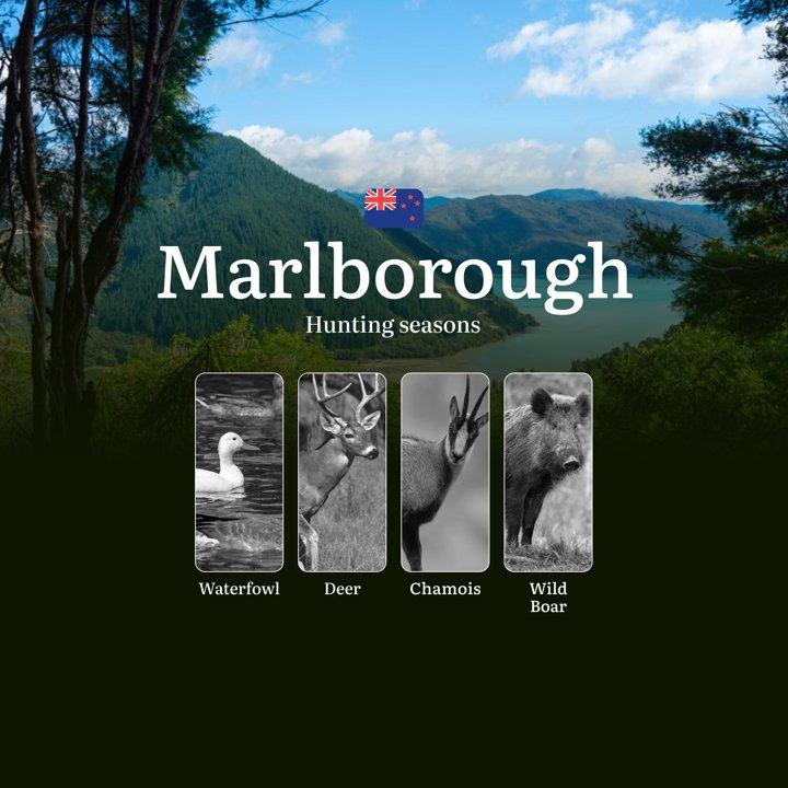 MARLBOROUGH Region (New Zealand): Seasonal Hunting and Rules, Dates, Licences and Specifics of Hunting