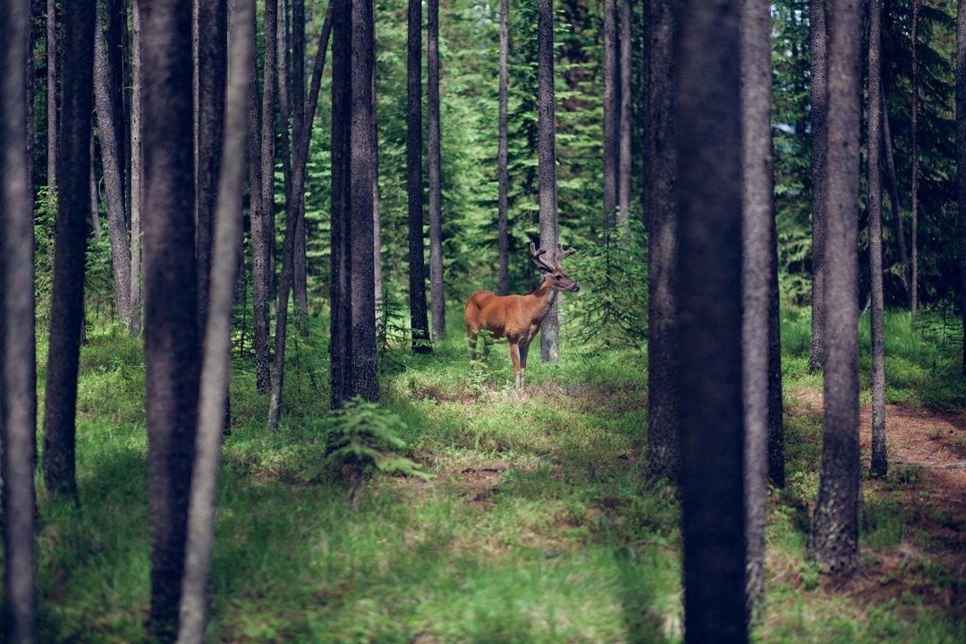Nova Scotia Lowers Big Game Hunting Age to 12 and Extends Deer Season

Nova Scotia has officially lowered the minimum age for big game hunting to 12 years old and extende