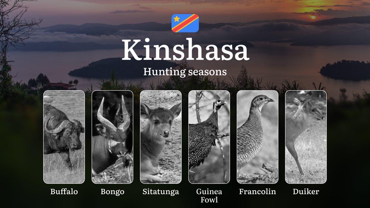 Hunting Calendar for Kinshasa Province: Regional Hunting Rules, Licensing Procedures, Off-Season Violation Penalties, and Strategic Advice on Timing, Equipment, and Techn