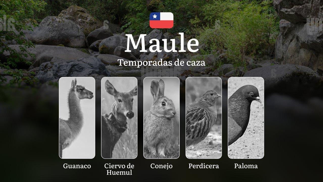 Fechas de caza en la región del Maule, Chile: temporadas y características, permisos y mejores épocas para cazar, prohibiciones y límites