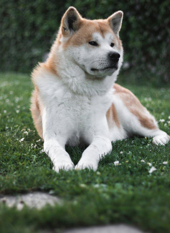 Шрек