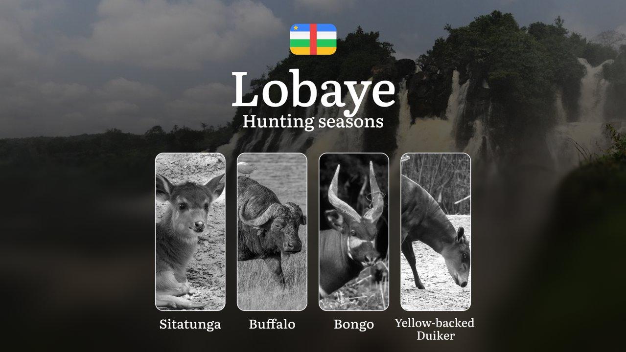 Hunting Laws and Seasons in Lobaye: General Hunting Rules, Permits, Restrictions & Time-Honored Events 

General Hunting Rules and Seasons in Lobaye

The official hunting
