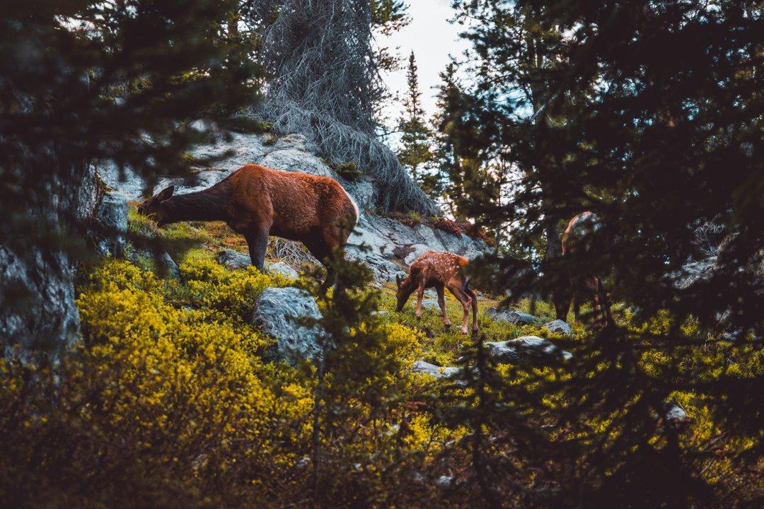 Nationwide Decline in Doe Harvest Raises Concerns for Deer Management in 2025