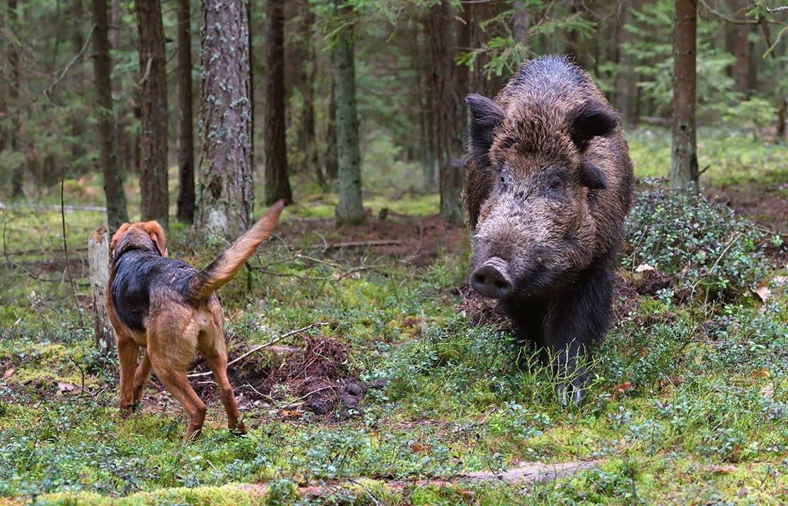 La chasse en MEURTHE-ET-MOSELLE: Richesse faunistique, traditions régionales, initiatives <strong>de</strong> gestion cynégétique, saisons <strong>de</strong> chasse et l