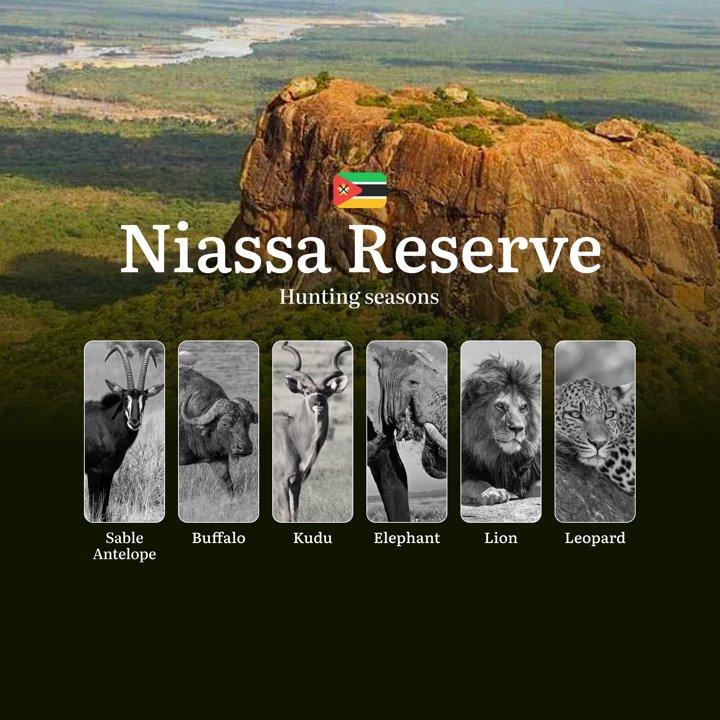 Where the Miombo Woodlands Whisper: Niassa Reserve's Premier Hunting Seasons for Africa's Rarest Trophies