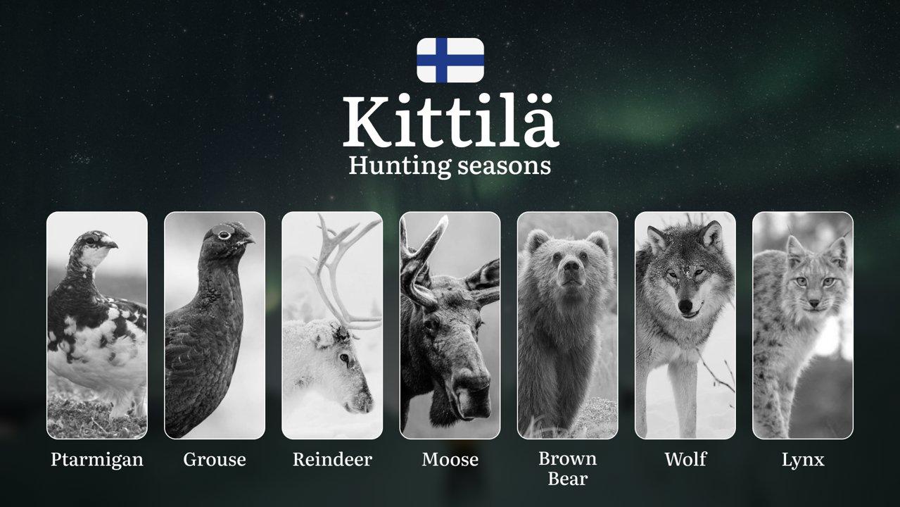 Hunting Seasons in KITTILÄ: Key Periods, Licensing Requirements, Smart Strategies, Restrictions and Conservation Measures

Nestled deep within the Arctic Circle, Kittilä 