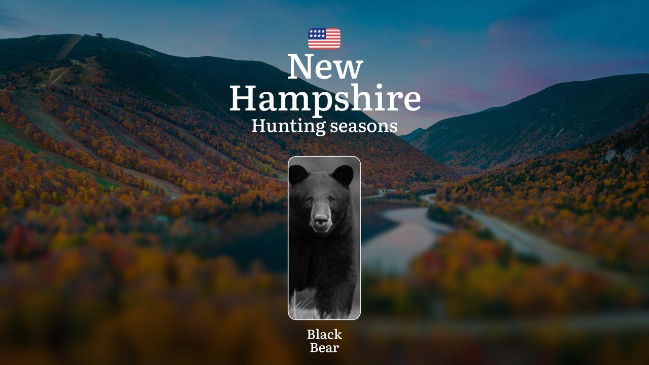 Black Bear Hunting Seasons in New Hampshire: Hunting Calendar, Rules, Dates, Licenses and Tips, Penalties for Violating Hunting

Hunting black bears in the U.S. state of 