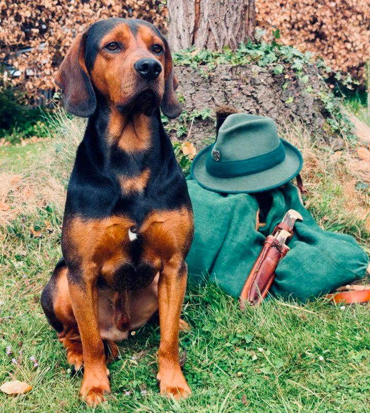 Tyrolean Hound Hunting Dog Review: History, Training, and Field Performance