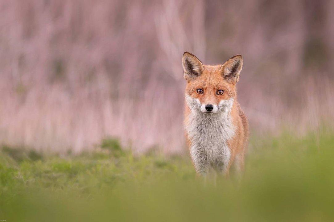 Fox hunt 