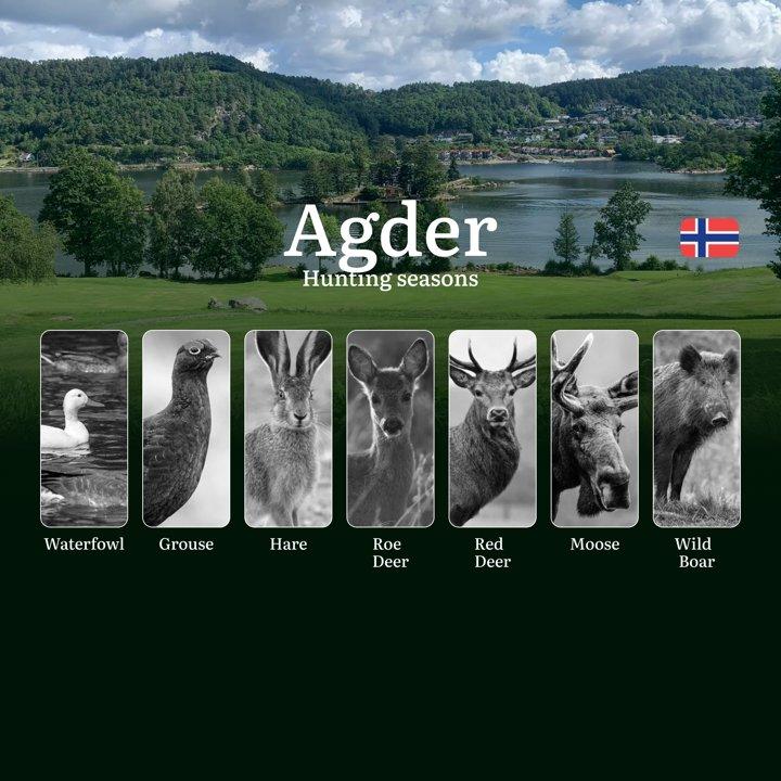 Agder: Hunting Seasons and Timing, Regulations and Licensing, Required Documents and Procedures, Tips for Hunters
