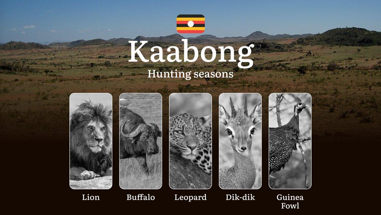 Seasonal Hunting Periods in Kaabong: Limits and Seasonal Prohibitions, Licensing Conditions, Fines and Legal Effects of Non-Compliance, Strategic Preparation, Best Hunting Times, Gear Choices