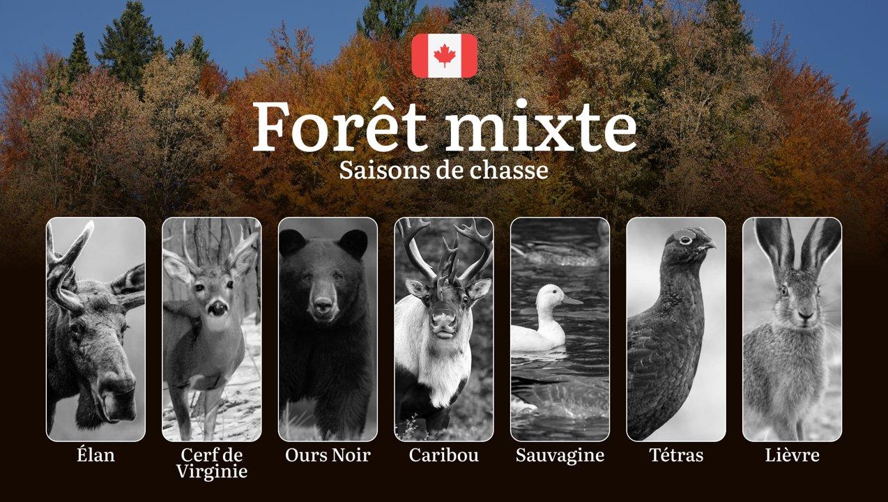 Saisons de chasse en FORÊT MIXTE (Canada): réglementation complète et stratégies expertes 