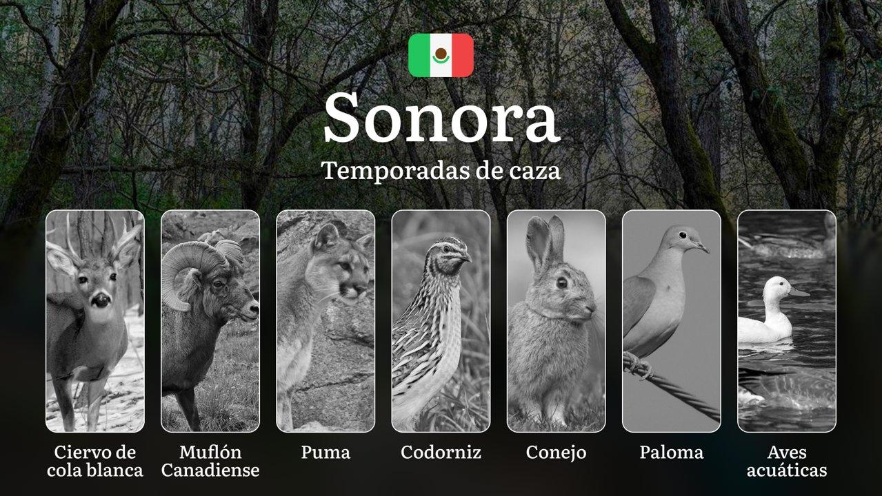 Temporadas y períodos de caza en Sonora: Periodos Legales, Comportamiento de la Fauna y Requisitos para Cazadores