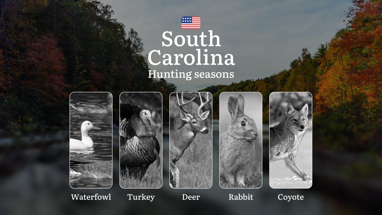 Seasons of Hunting in South Carolina, USA: Hunting Periods, Openings and Closings, Licenses, Rules and Seasonal Hunting Characteristics

General Regulations and Hunting T