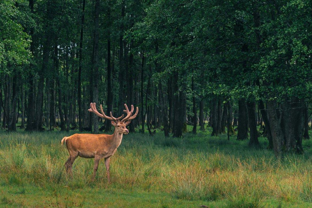 La Chasse en ARIÈGE: explorez les types de gibier, naviguez dans les saisons de chasse et découvrez des faits intéressants

Le département de l’Ariège, situé en région Oc