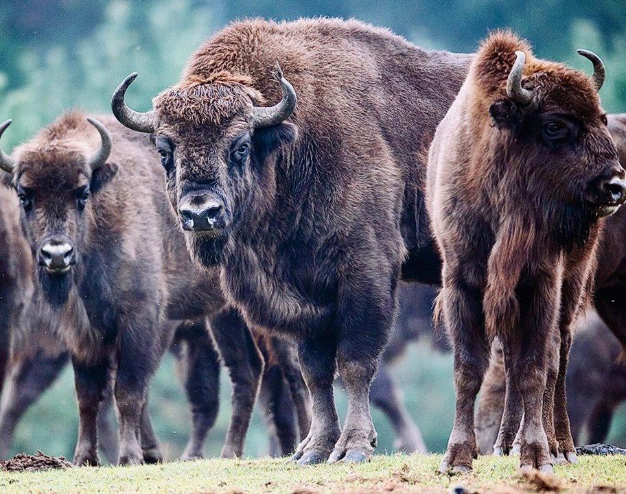 ЗУБР: описание, охота на зубра, где обитает, повадки, методы, лицензия, цена, трофеи и правила.

1. Введение: что за животное ЗУБР ИЛИ БИЗОН?

Зубр — крупнейший представи