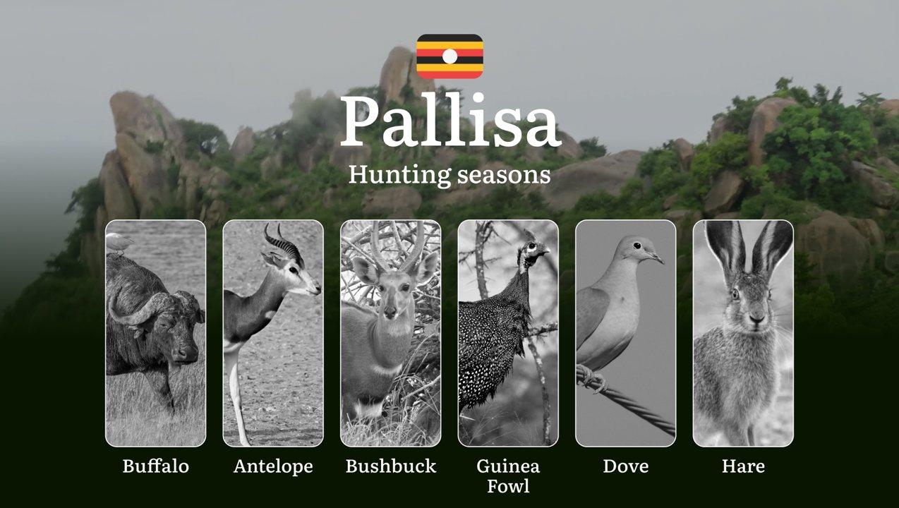Hunting Date Ranges in Pallisa: Hunting Periods, Legal Limits and Seasonal Bans, Licensing Rules, Fines and Consequences, Strategic Planning, Timing, Equipment 

Hunting 
