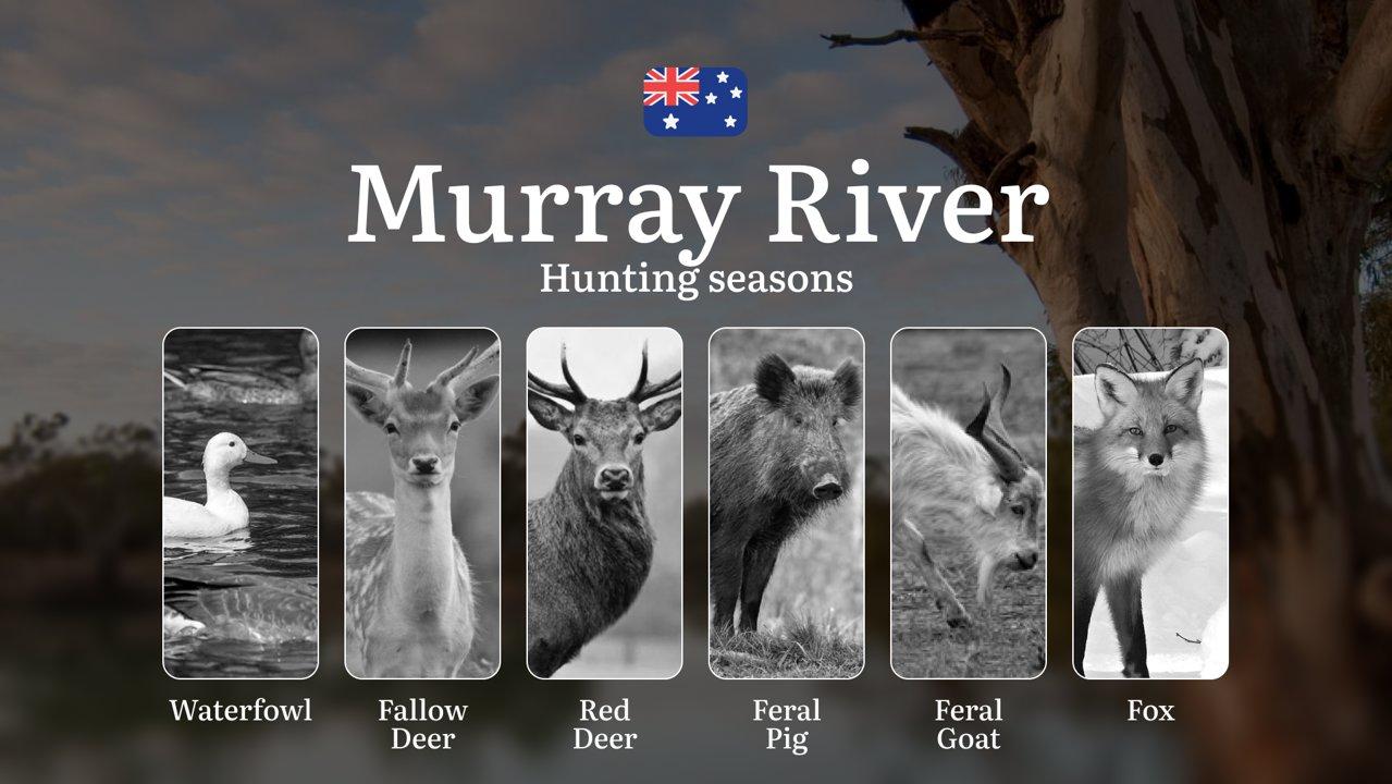 Murray River Hunting Calendar: When the Waterways Come Alive - Duck, Deer and Riverland Game Pursuits

Hunting Regulations & Seasonal Framework in the Murray River

The M