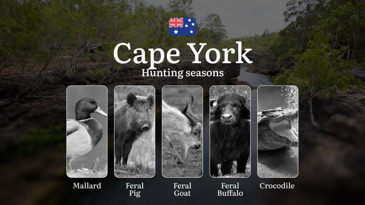 Cape York's Wild Calendar: Tropical Hunting Seasons, Buffalo Rhythms and Outback Pursuits

Hunting Regulations & Seasonal Framework in Cape York

Cape York operates under