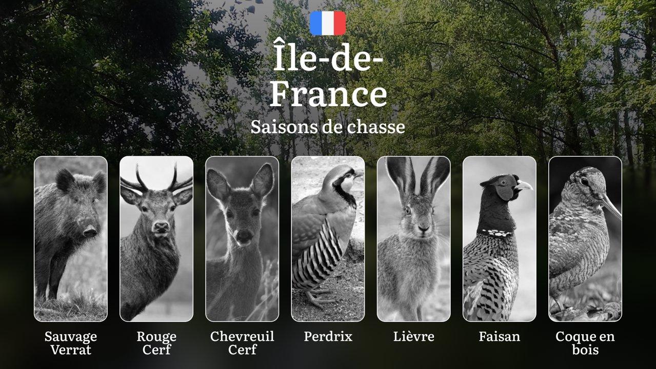 Saisons de Chasse en ÎLE-DE-FRANCE: Calendrier Complet, Règles Officielles, Restrictions à Connaître et Meilleures Périodes